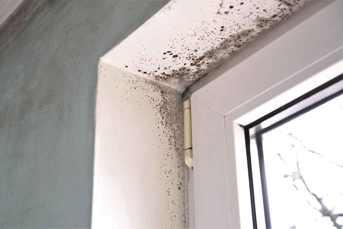 damp and mould