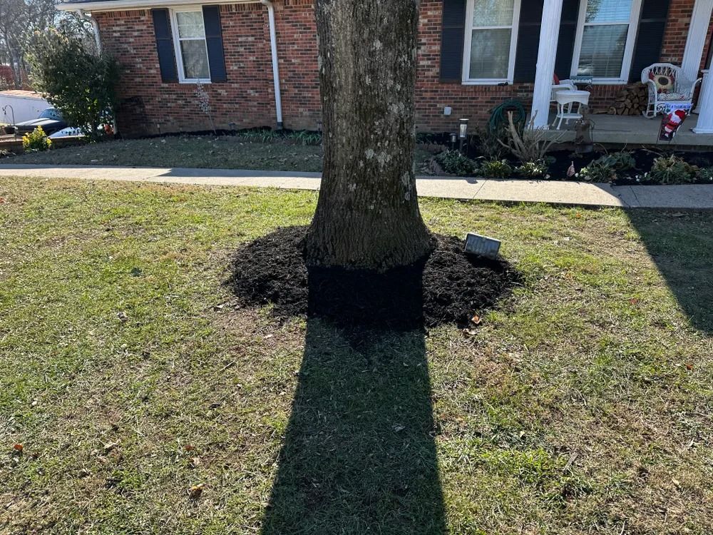 Tree trunk in front yard, mulched base. Green grass, brick house in the background.