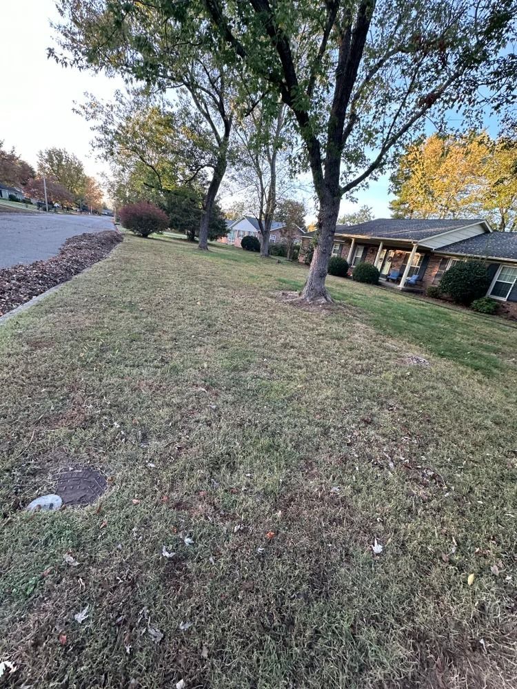 A grassy lawn with trees in a residential area.