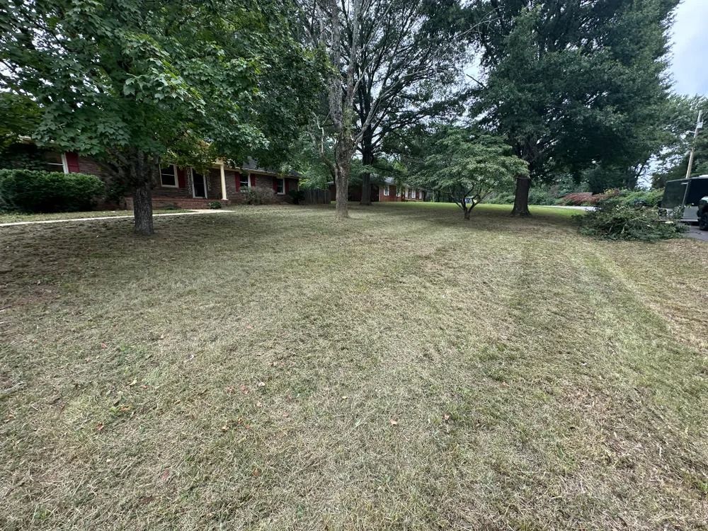 Lawn in front of a brick house with several trees; lawn is recently mowed with cut grass visible.