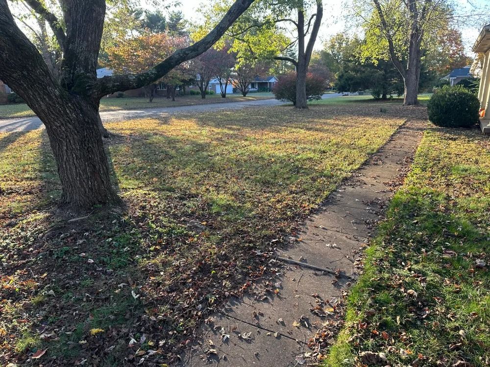 A grassy lawn with fallen leaves next to a sidewalk and a tree, in front of houses on a sunny day.