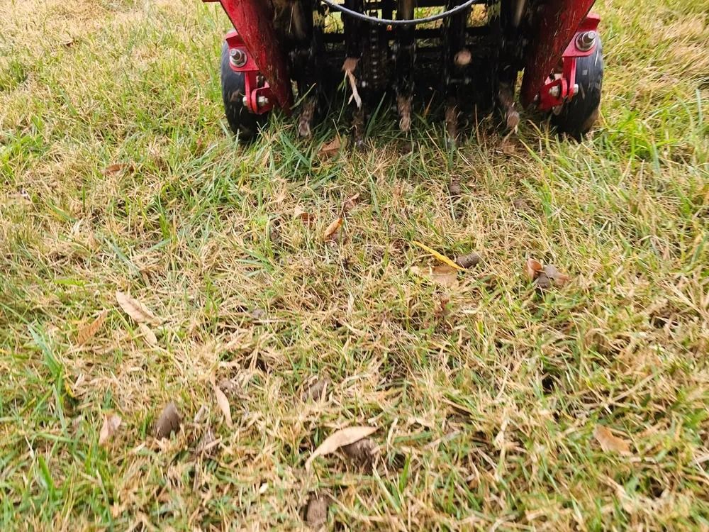 A red lawn aerator is working on a patch of grass, pulling out plugs.