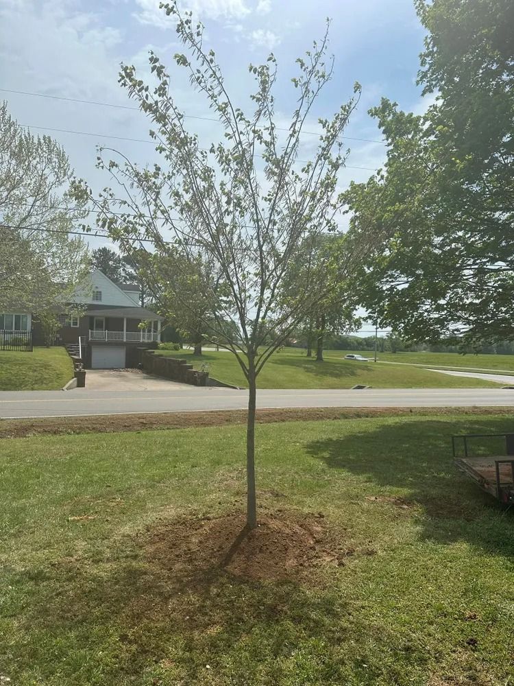A young tree with sparse green leaves stands in a grassy yard, with a road and houses in the background.