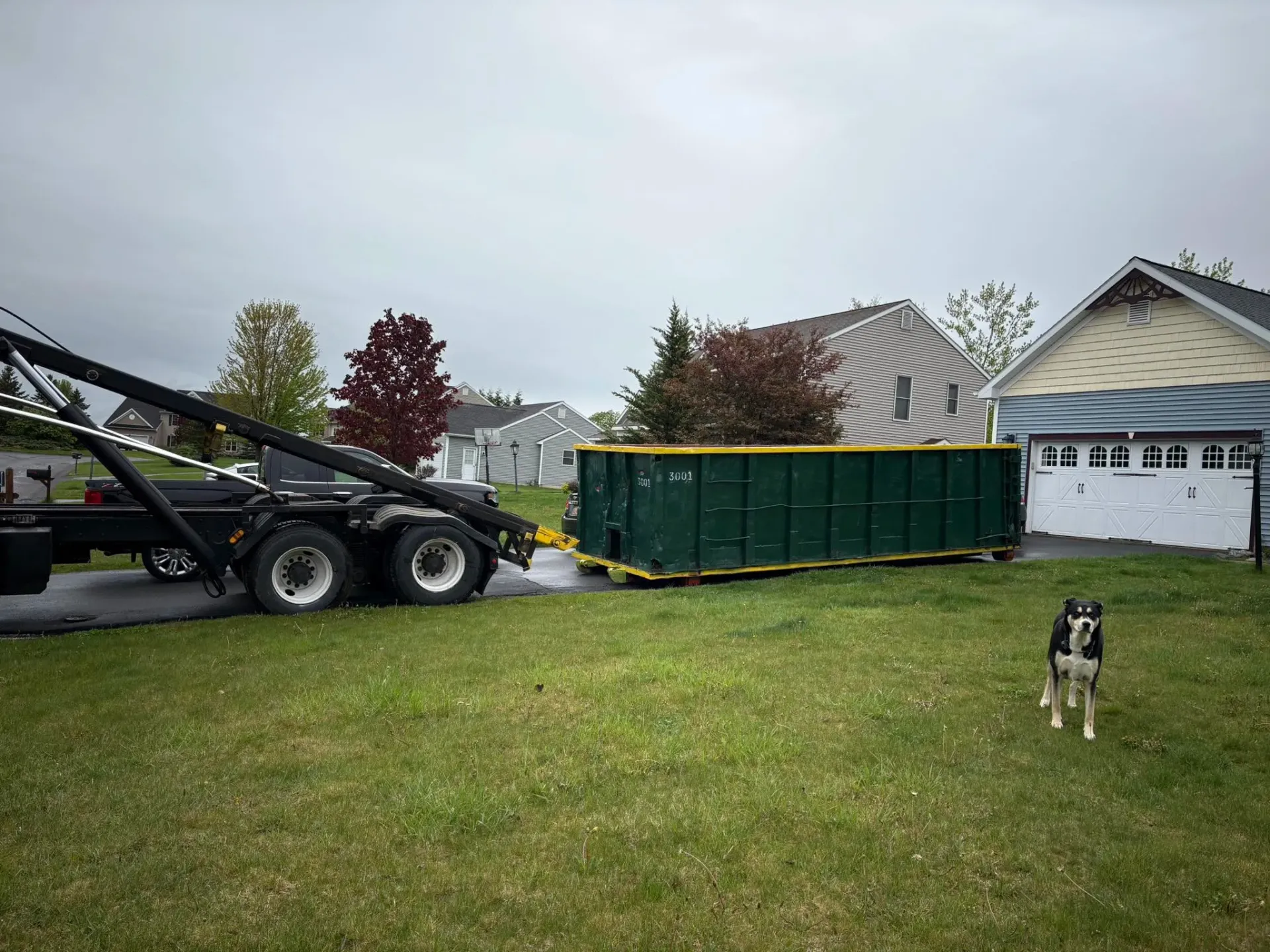 A dog is standing next to a dumpster in a yard.