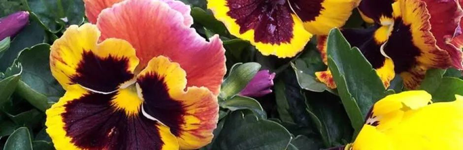 Pansies — San Jose, CA — Central Wholesale Nursery