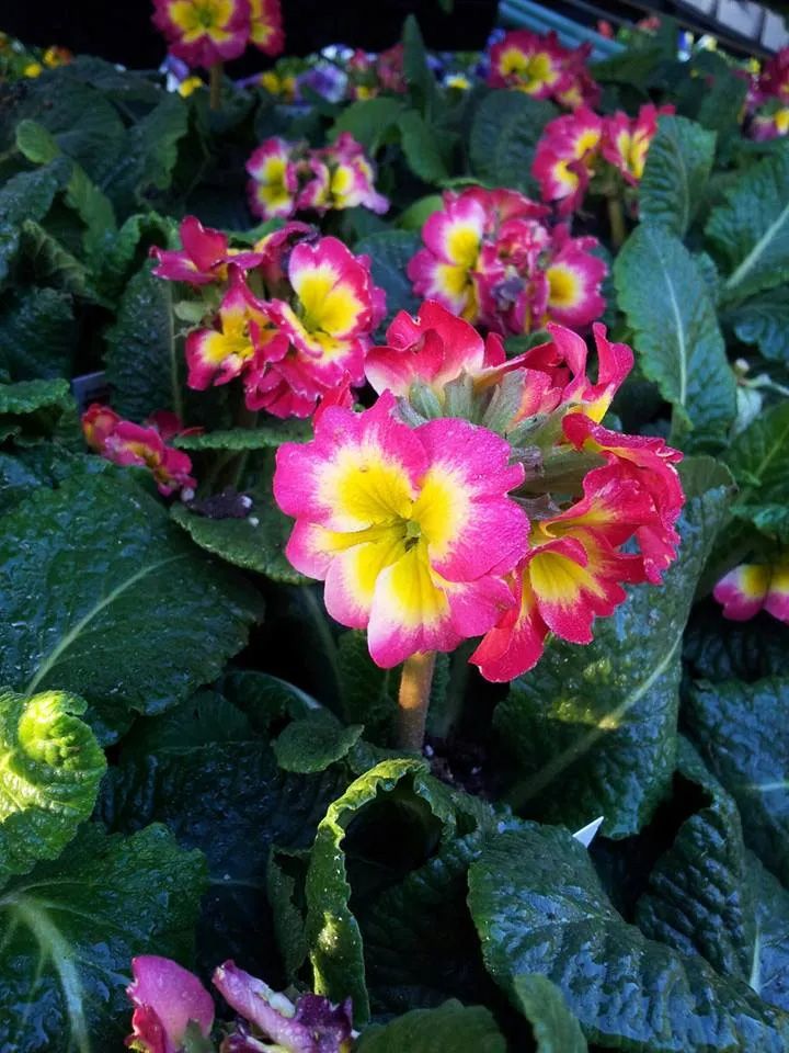 Primrose Flowers — San Jose, CA — Central Wholesale Nursery