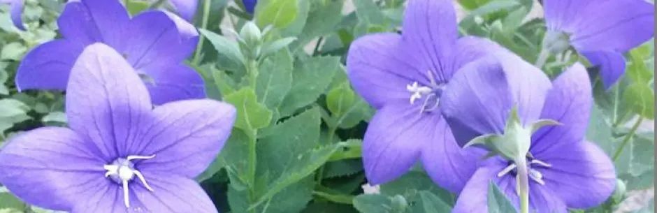 Balloon Flowers — San Jose, CA — Central Wholesale Nursery