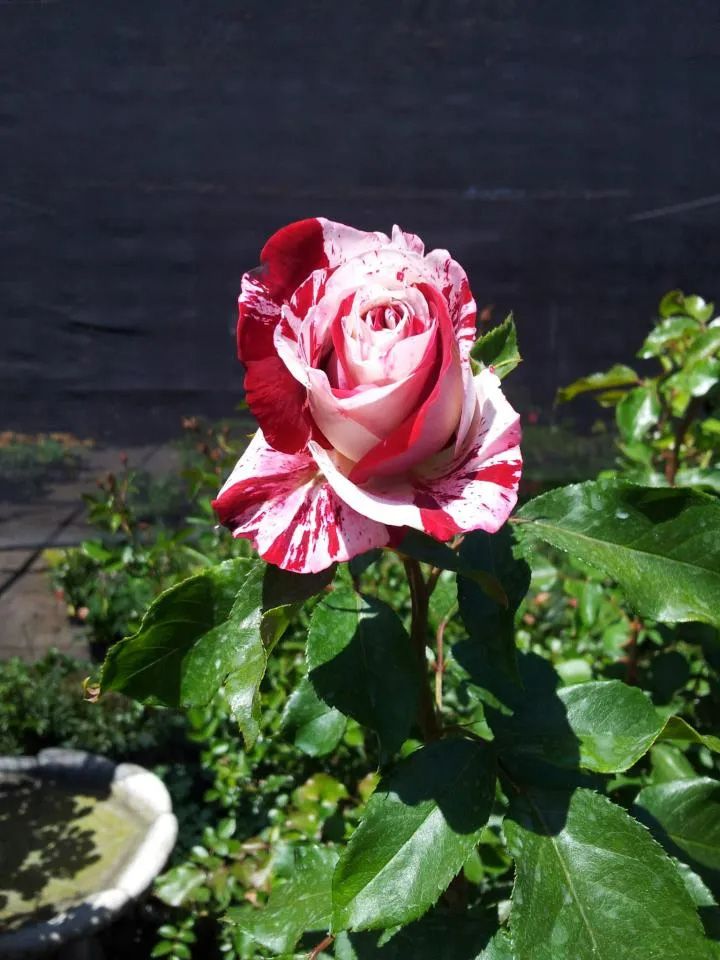 Hybrid Tea Rose — San Jose, CA — Central Wholesale Nursery