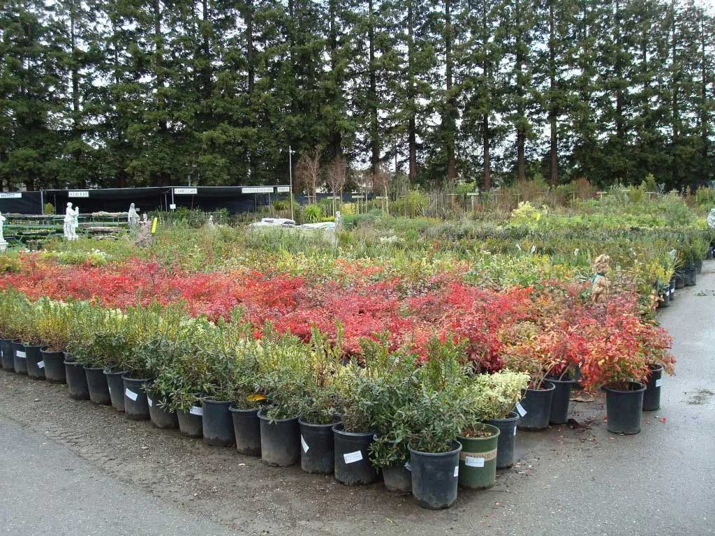 Plants — San Jose, CA — Central Wholesale Nursery