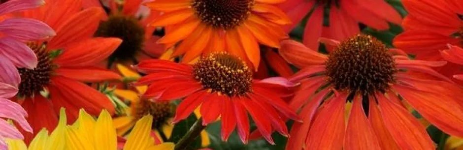 Coneflowers — San Jose, CA — Central Wholesale Nursery