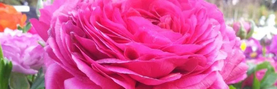 Pink Buttercup — San Jose, CA — Central Wholesale Nursery