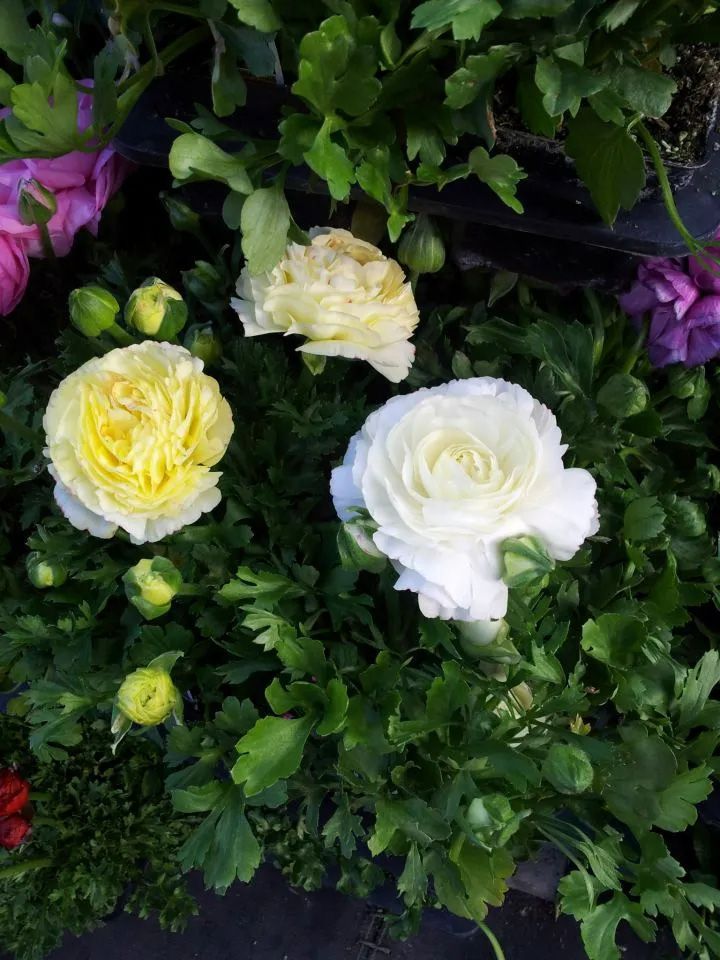White and Yellow Buttercup — San Jose, CA — Central Wholesale Nursery