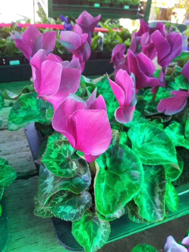 Pink Persian Cyclamen — San Jose, CA — Central Wholesale Nursery