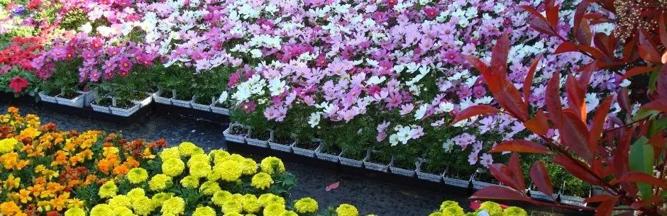 Flowers — San Jose, CA — Central Wholesale Nursery