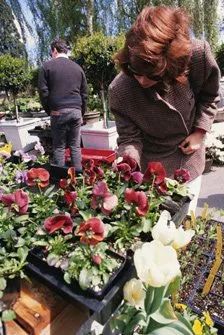 Woman Looking at Persian Cyclamen — San Jose, CA — Central Wholesale Nursery
