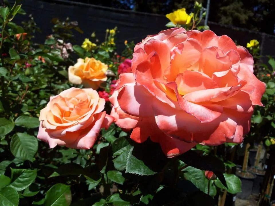 Roses — San Jose, CA — Central Wholesale Nursery