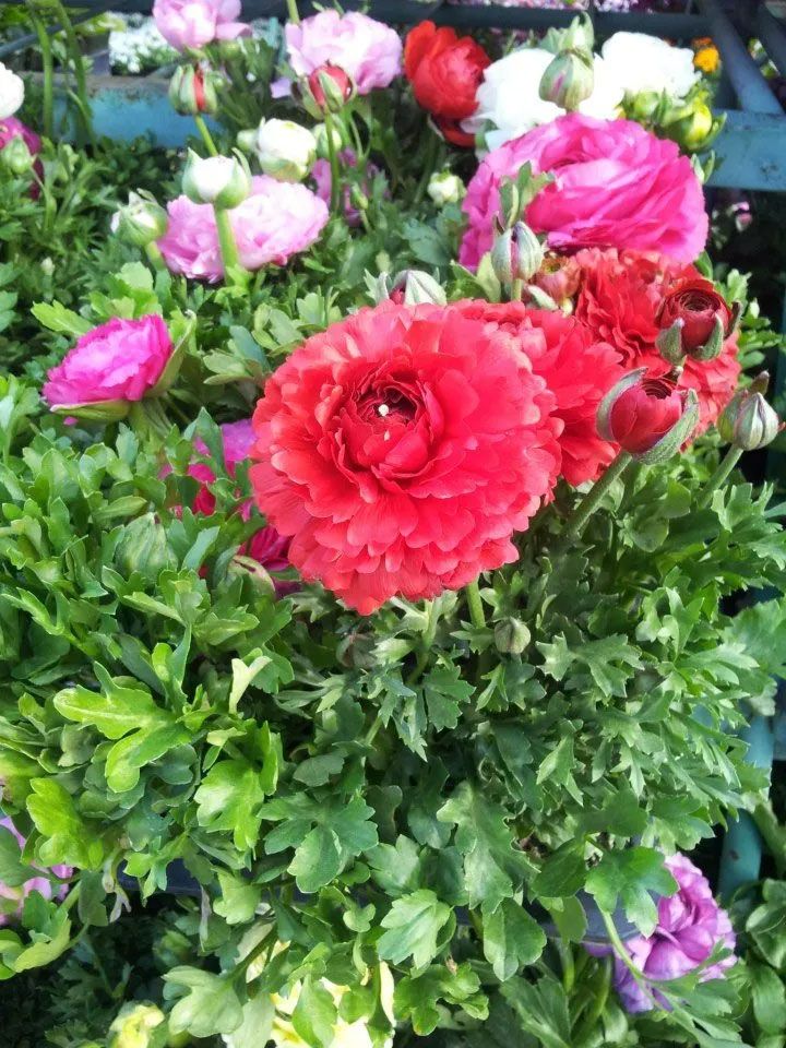 Peony — San Jose, CA — Central Wholesale Nursery