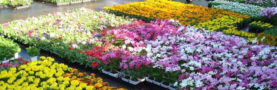 Garden with Different Flowers — San Jose, CA — Central Wholesale Nursery