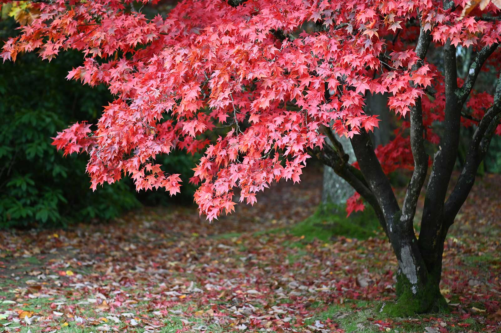 Red Japanese Maple Tree — San Jose, CA — Central Wholesale Nursery