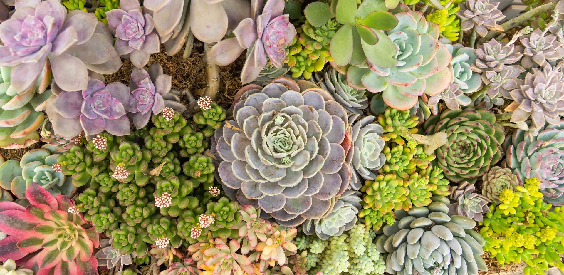 Close-up view of a miniature succulent garden.