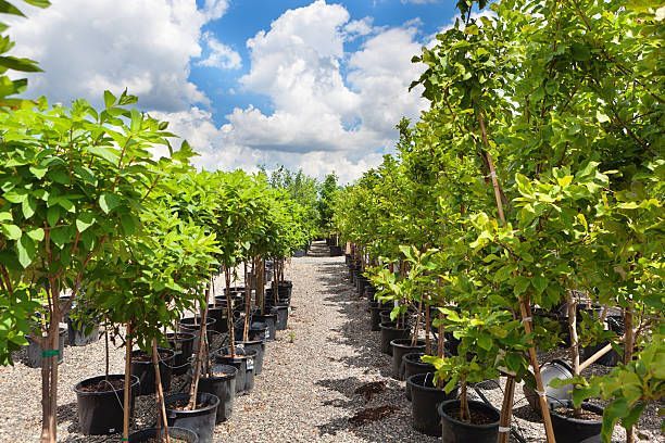 Variety of tree plants on display at Central Wholesale Nursery - Tree Sales in Los Gatos, CA for lan