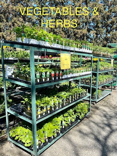 Green metal shelving displays various potted vegetable and herb plants outside.