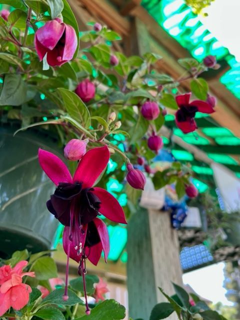 Dark pink and purple fuchsia flowers in hanging basket against a green roof.