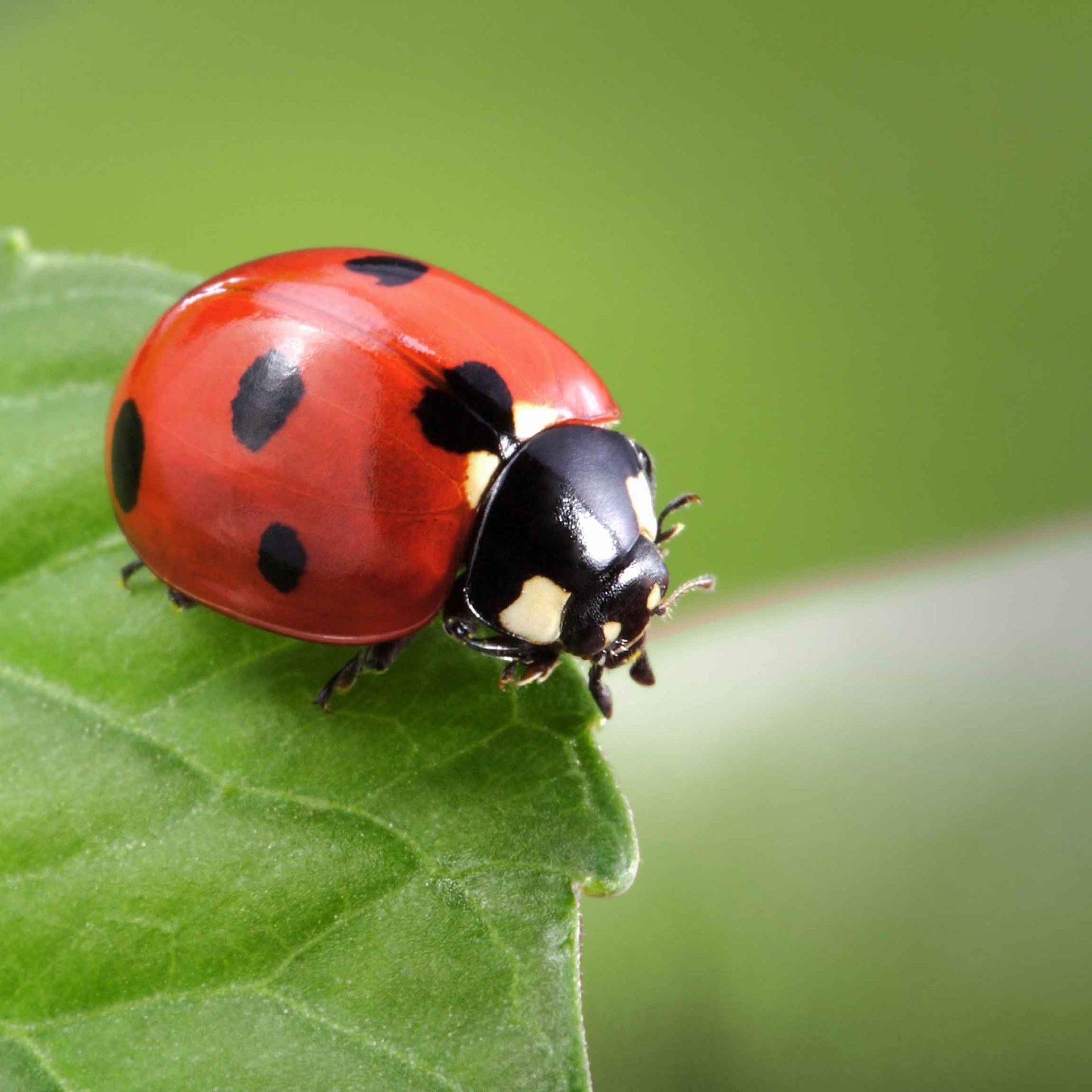 Ladybug on Leaves — San Jose, CA — Central Wholesale Nursery