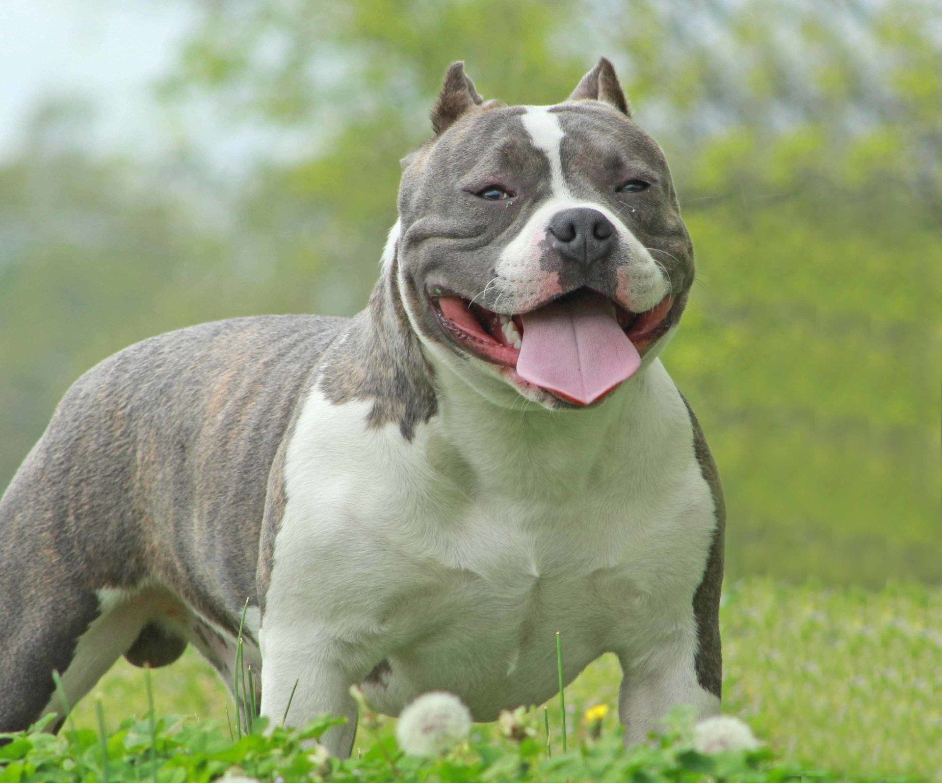 american bully en Jalisco