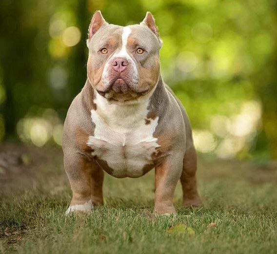 American Bully En Queretaro Criadero Americanbully Mx