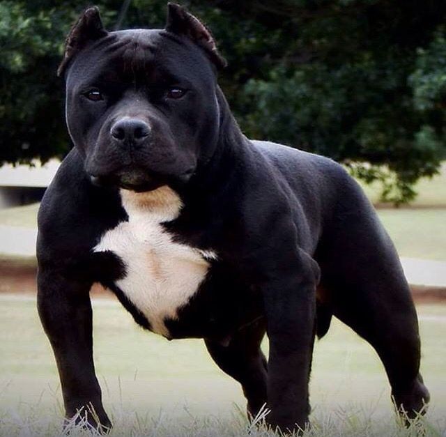 american bully en Tampico