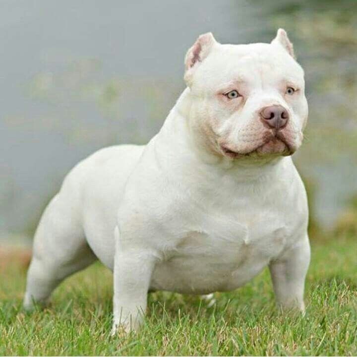 american bully en Toluca