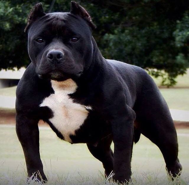 American Bully En Zacatecas Criadero Americanbully Mx