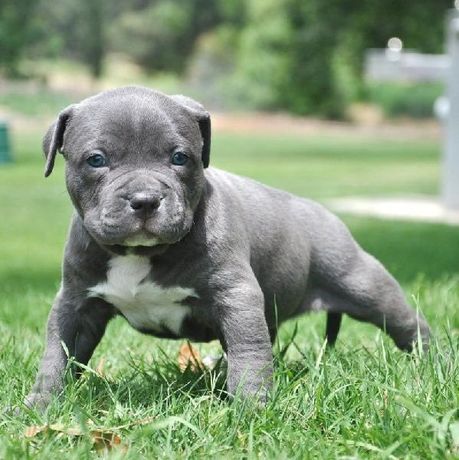 american bully guadalajara