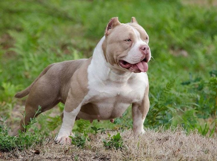 american bully en venta