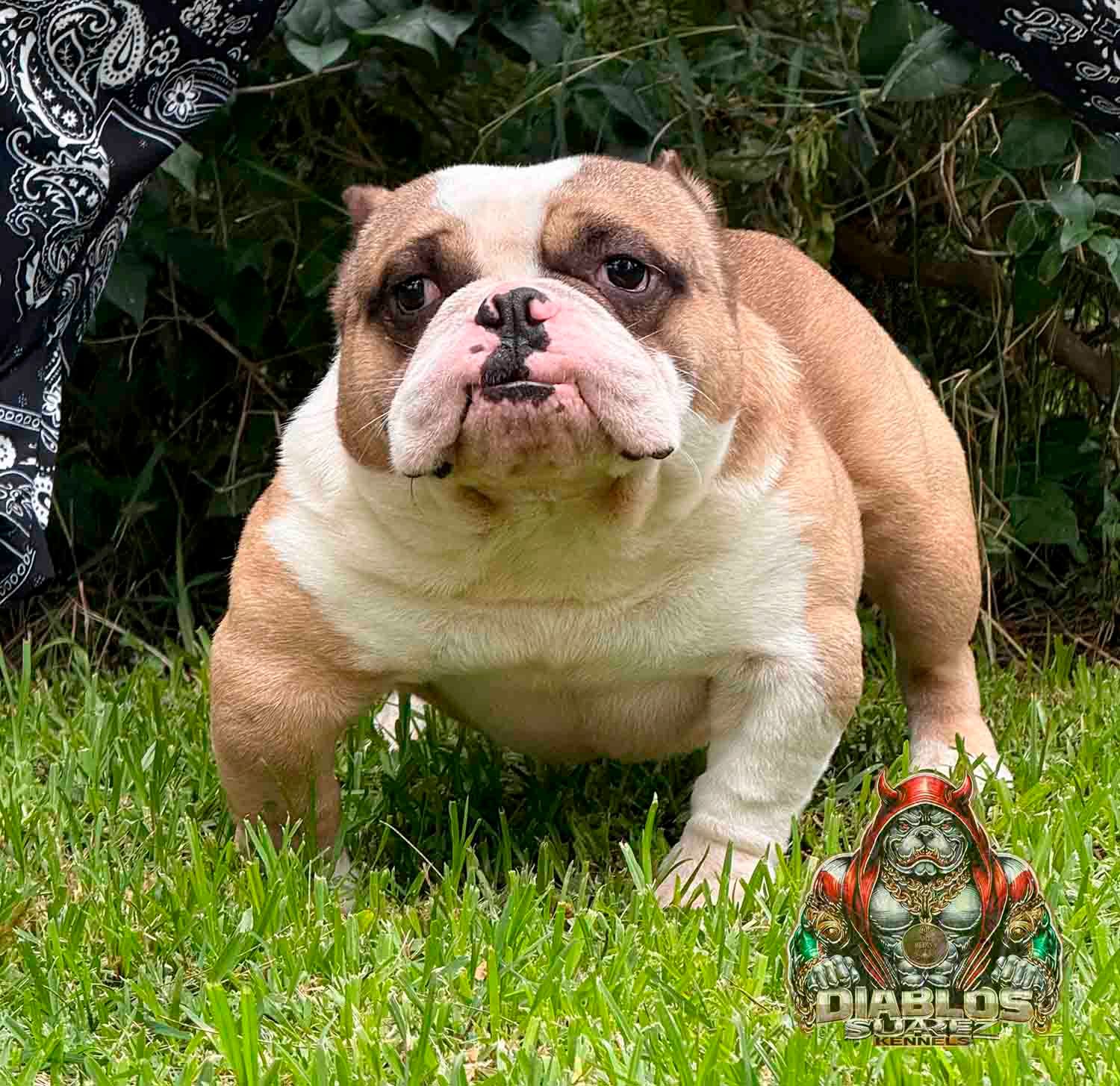 Criaderos de amercian bully