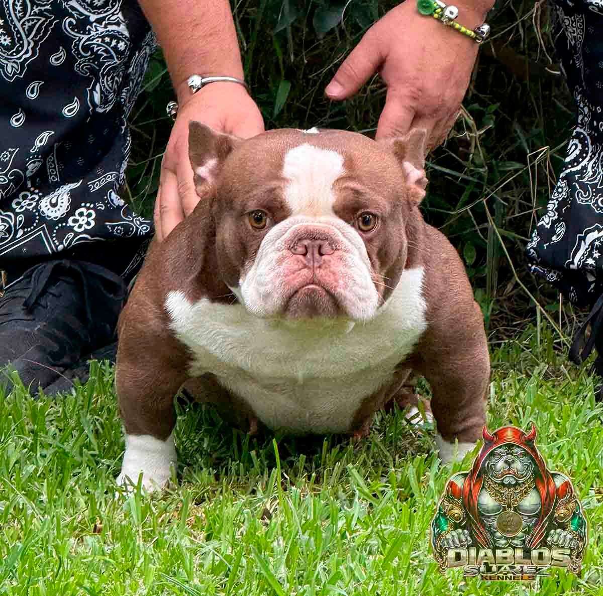 BULLY EN VENTA