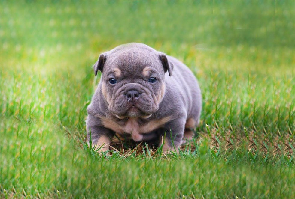 Cachorros american bully guadalajara