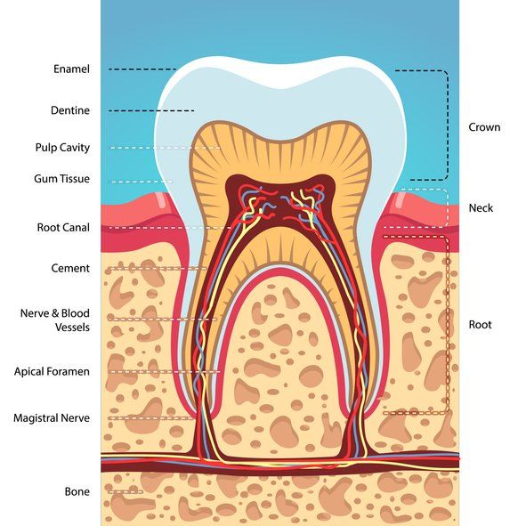 How Accessory Root Canals Affect Your Endodontic Treatments