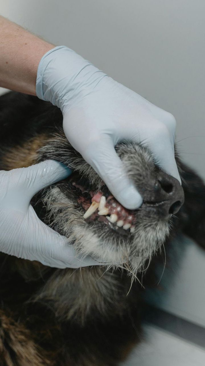 dog's teeth