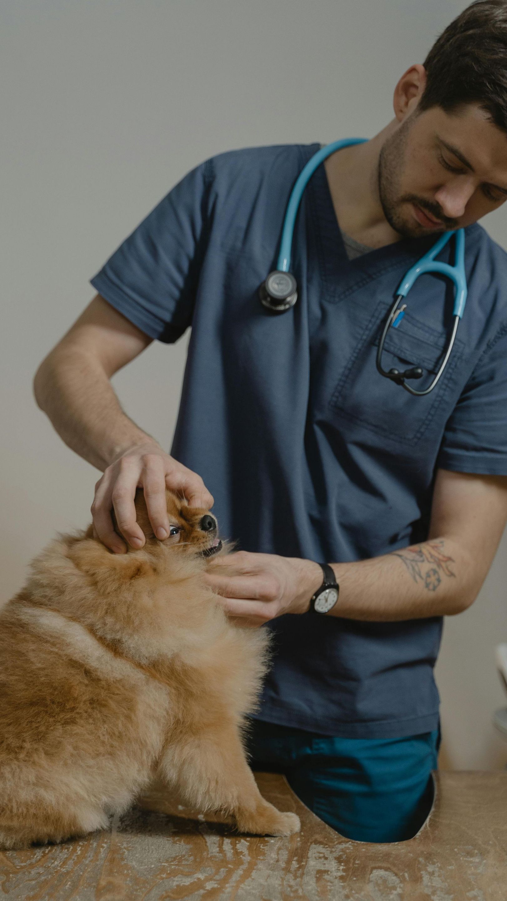 vet examining dog's teeth