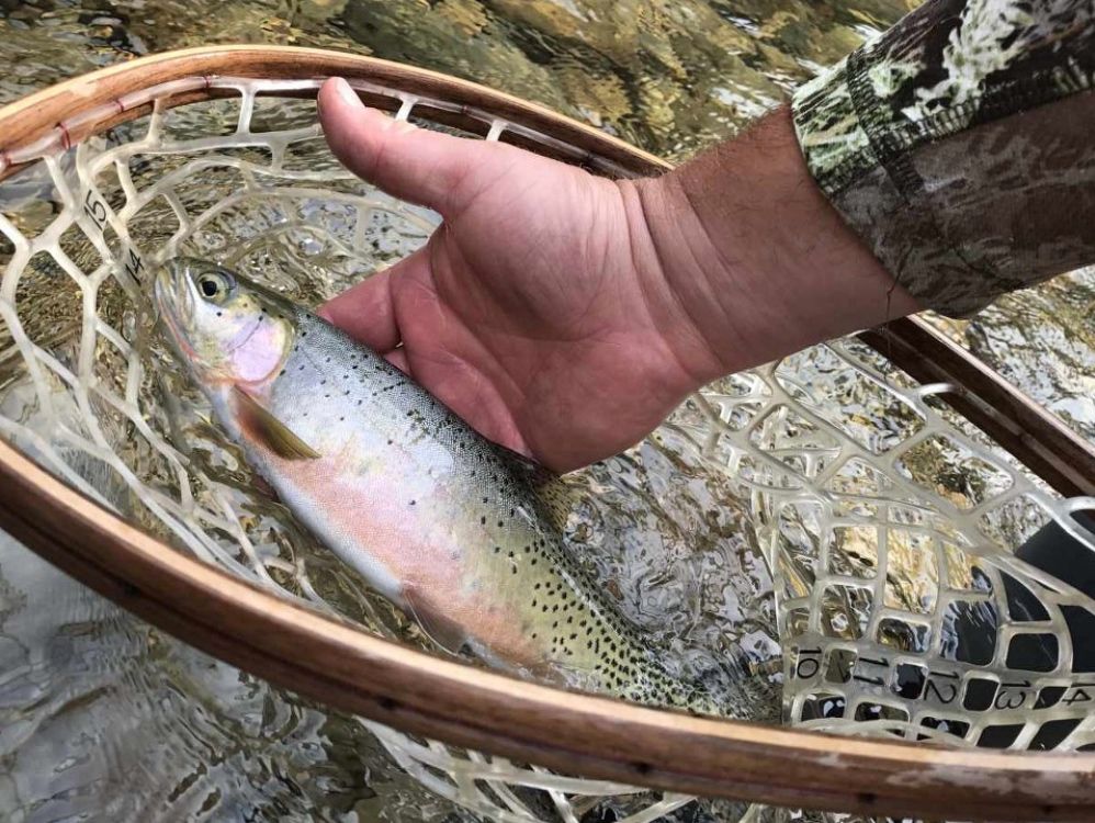 Cutthroat Trout