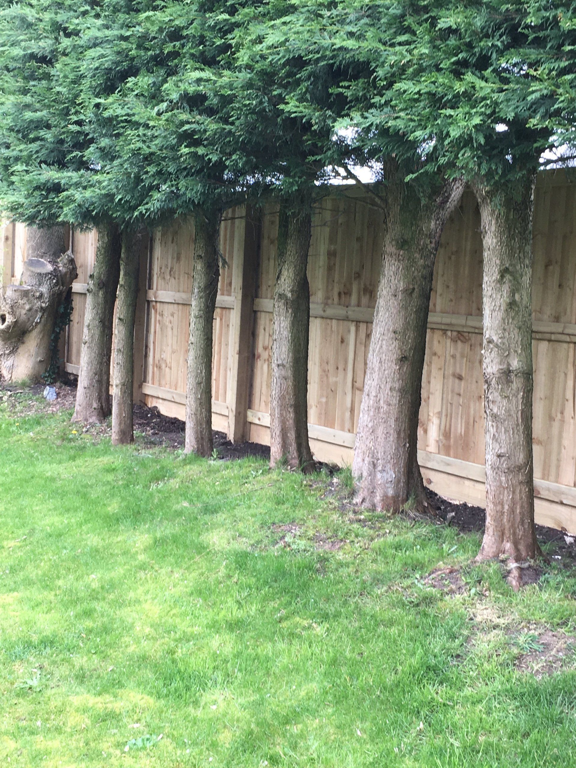 A wooden fence surrounded by trees in a yard.