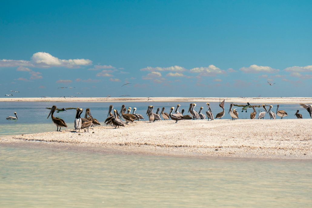 Una bandada de pájaros está parada en una playa de arena cerca del agua.