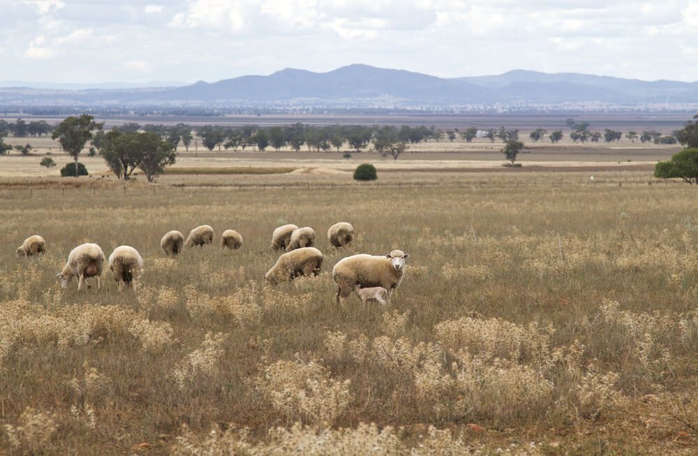 Flock Of Sheep In Gunnedah Farm - Security Company in Gunnedah, NSW