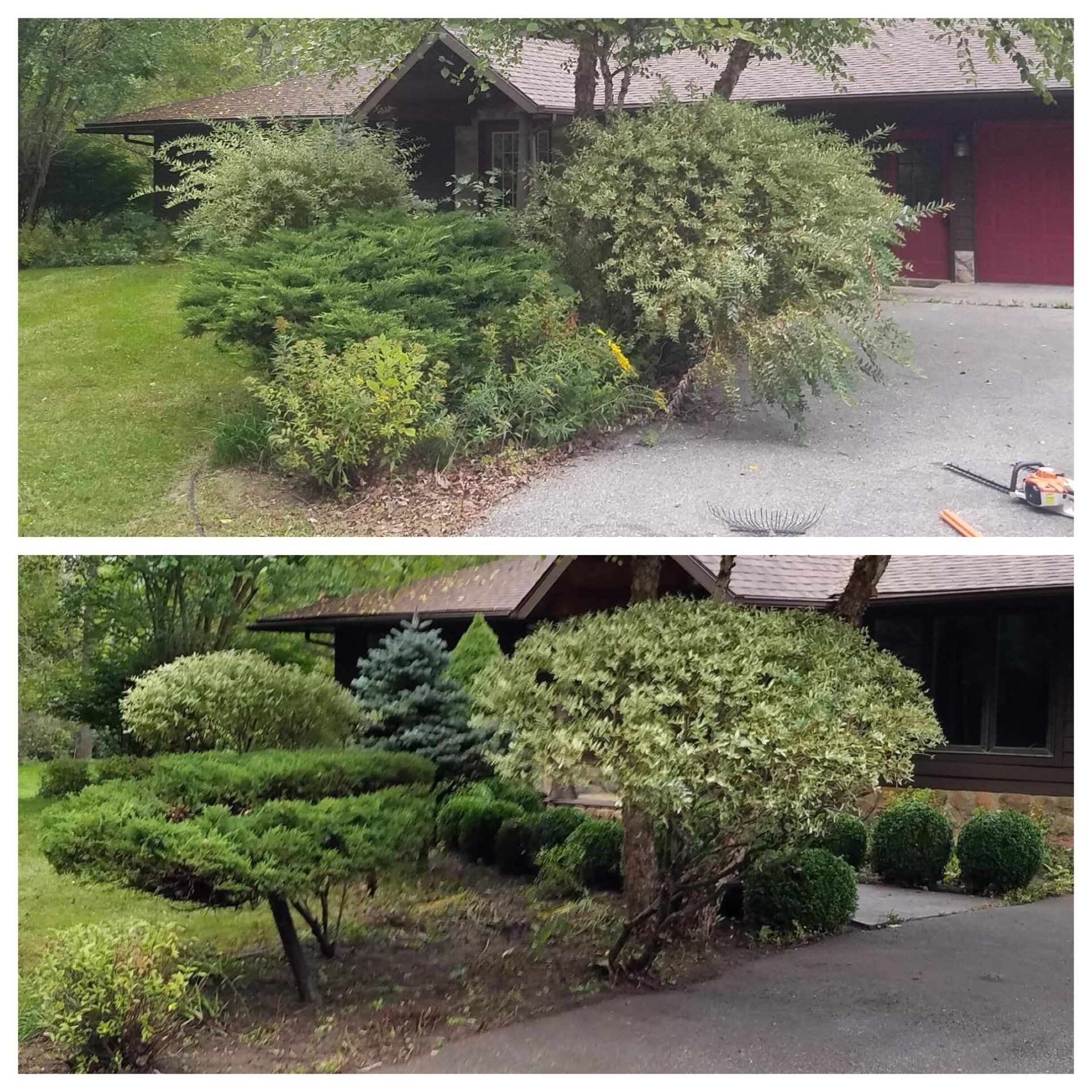 Tree Trimming — Before and After Result of Tree Trimming in Mount Pleasant, MI