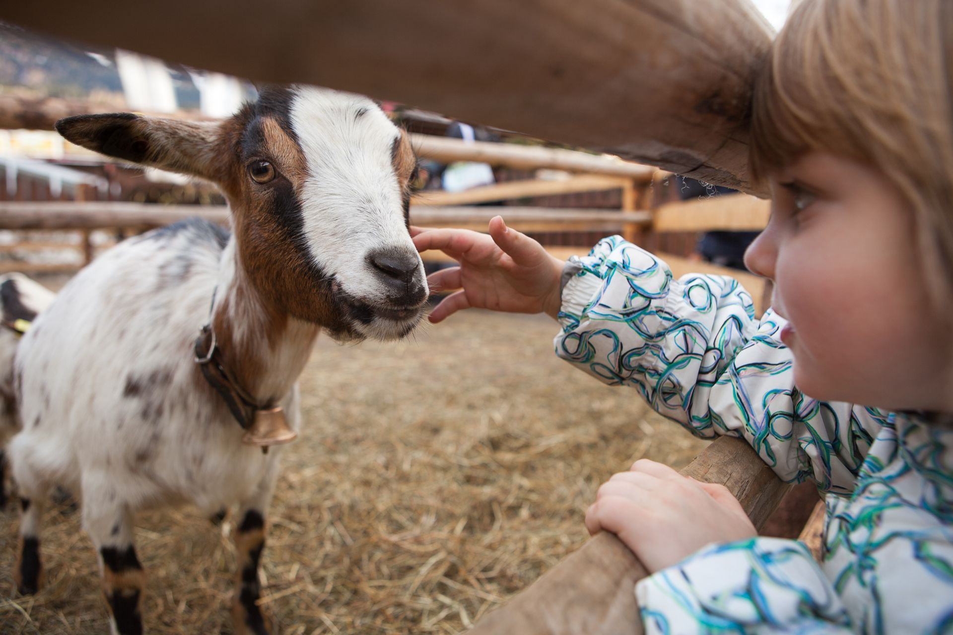 A little girl is petting a goat in a pen.