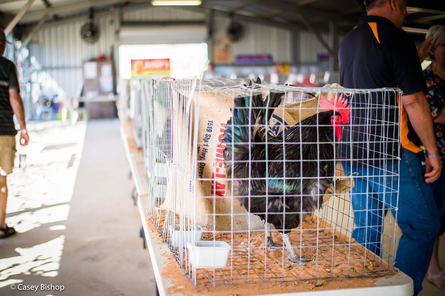 A man is holding a chicken in a cage at a chicken show.