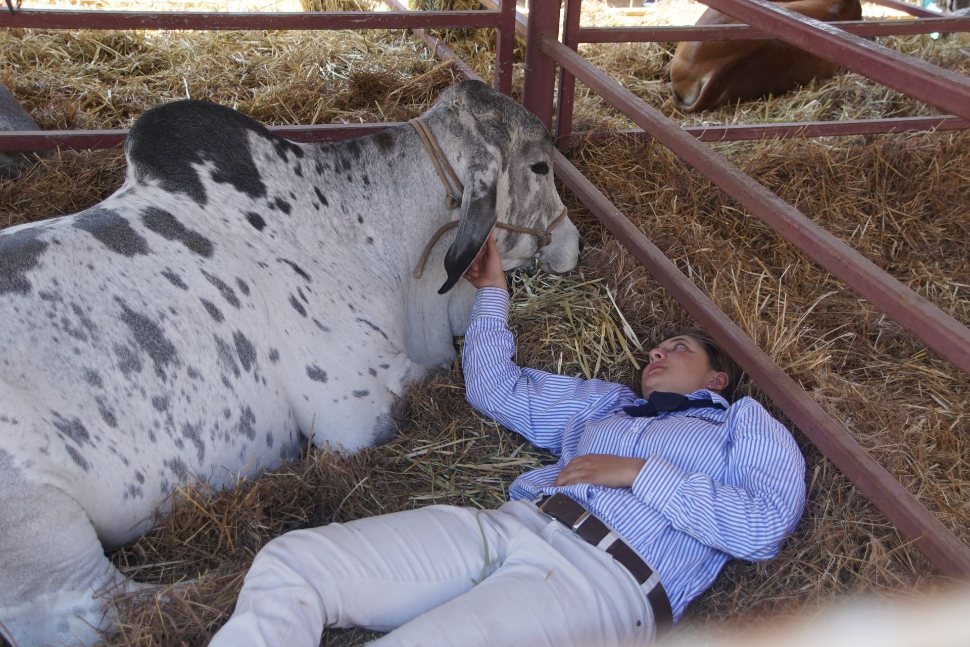 A man petting a cow in a fenced in area