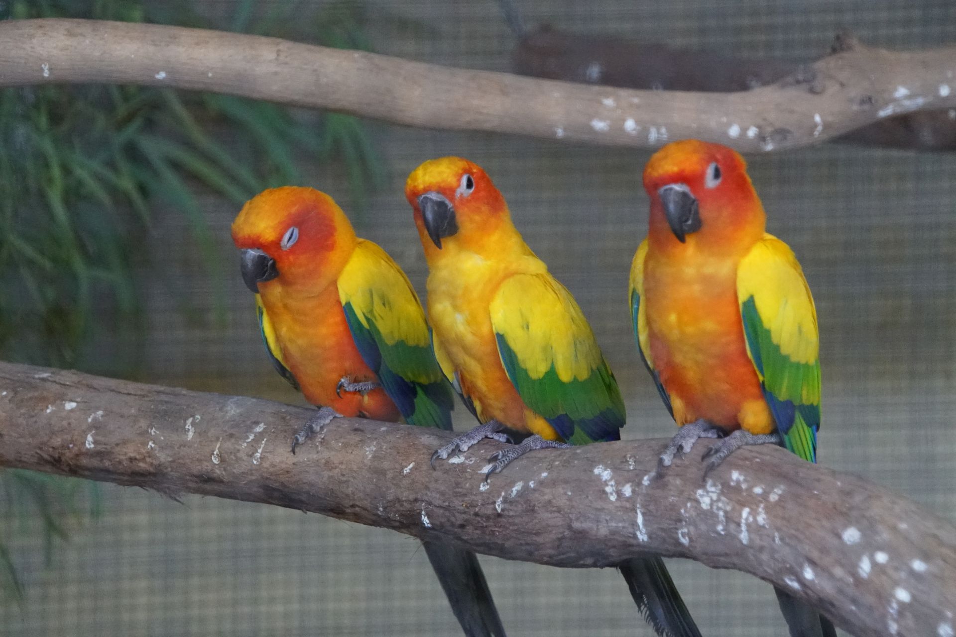 Three colorful birds are perched on a tree branch.